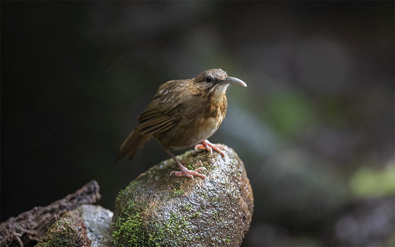 Indochinese Wren Babbler (Napothera danjoui) at Da Lat Bird Hides - Southern Vietnam. Photo by: Bui Duc Tien - Vietnam Bird Photography Tours - Vietbirdphototours.com